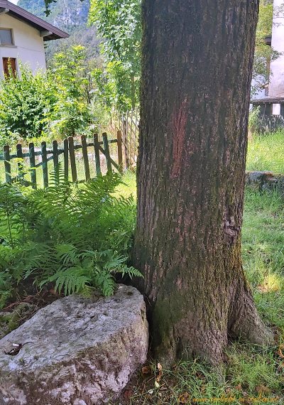 Baum mit Mühlstein