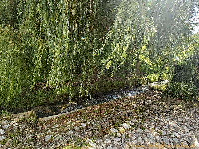 Trauerweide am Bach Illegio