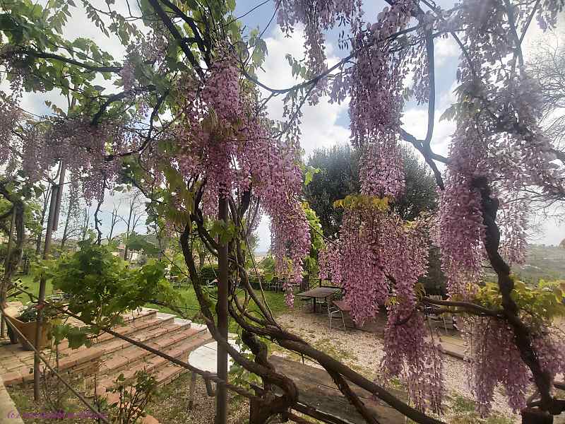 Garten Il Baronetto