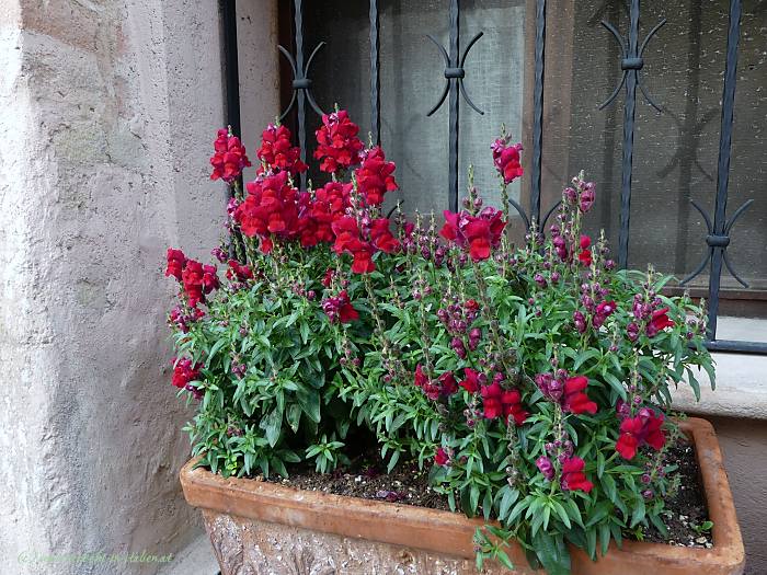 Blumen in Spello