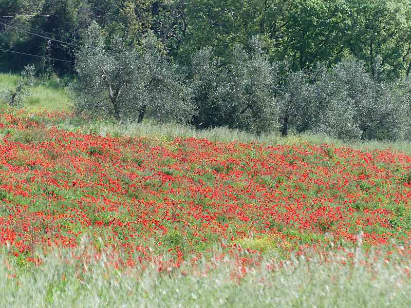 Mohnblumenwiese